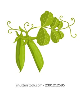 Summer vegetables, ripe green pea pods.Vector graphics.