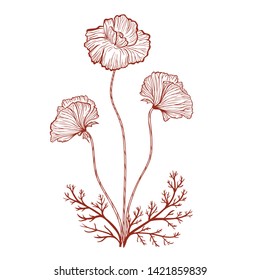 Summer vintage stylized poppies illustration on a white background