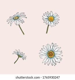 Summer White Daisies Vector Decorative Element Set