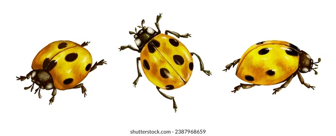 Summer winged insect yellow ladybug. Vector graphics.