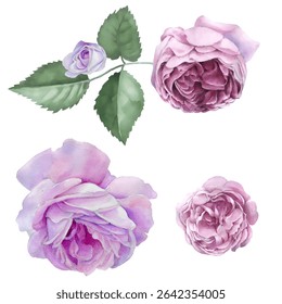 Summer Wreath of Roses and Strawberries. Watercolor illustration can be used for greeting cards, t-shirt printing, wallpaper.
