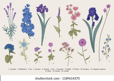 Summertime. Garden flowers. Vector vintage botanical illustration.