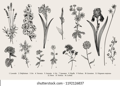 Summertime. Garden flowers. Vector vintage botanical illustration. Black and white