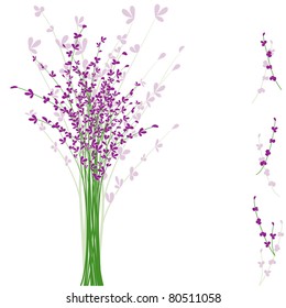 summertime purple Lavender flower on white background