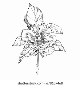 Sumptuous single hibiscus. Isolated hand drawn line art.Vector illustration.