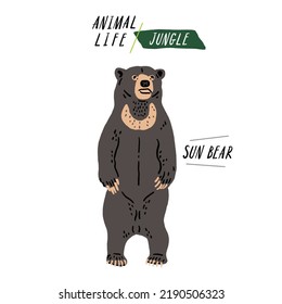 Sun Bear Animal Wildlife Hand drawn color Illustration