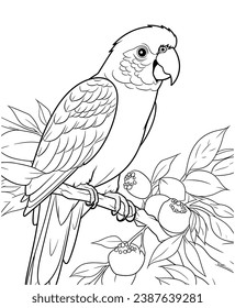 Sun Conure coloring page line art