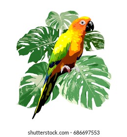 sun conure parrot with green tropical monstera leaf illustration, bird vector on white background