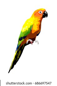 sun conure parrot illustration, isolated tropical bird vector