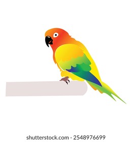  Sun Conure Parrot on White Background