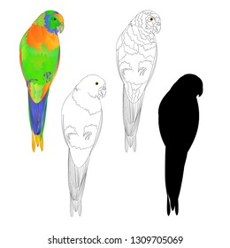 Sun Conure Parrot tropical bird natural and outline and silhouette on a white background vector illustration editable hand draw