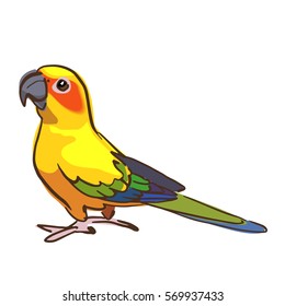 Sun Conure Vector Illustration