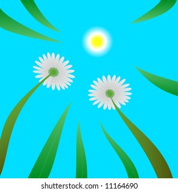 The sun as it could be seen by two daisies in a field