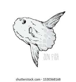 sun fish on white background,hand draw