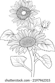 sun flower branch leaf with buds natural botanical collection pencil drawn engraved ink art illustration coloring page or book for adult and childbeds. isolated on white background image clip art.