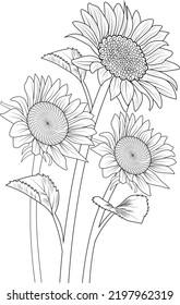 sun flower branch leaf with buds natural botanical collection pencil drawn engraved ink art illustration coloring page or book for adult and childbeds. isolated on white background image clip art.