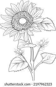 sun flower branch leaf with buds natural botanical collection pencil drawn engraved ink art illustration coloring page or book for adult and childbeds. isolated on white background image clip art.