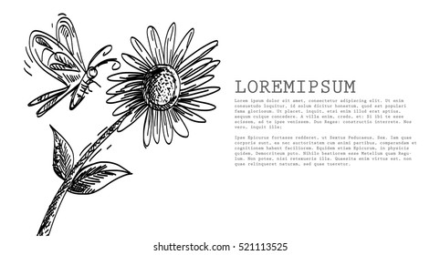 Sun Flower with Butterfly Sketch. Vector Illustration. Eps. 10