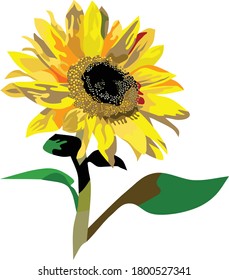 Sun Flower Flora Vector Illustration