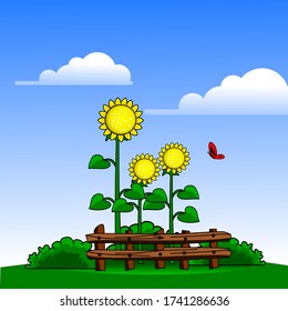 Sun flower garden during spring 