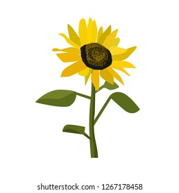 sun flower isolated vector