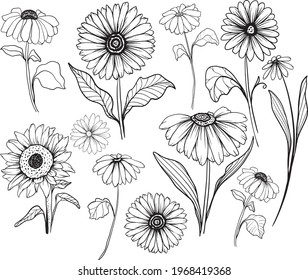 Sun Flower Line Art Floral Line Art Flower Line Art Vector Illustration For Invitation, Cards, Etc.