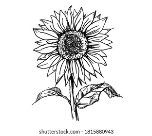 Sun flower nature floral plant lhand drawn sketches white isolation background