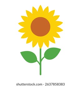 sun flower on white background