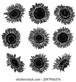 Sonnenblumenuntergang, handgezeichnet, Vektorgrafik einzeln auf weißem Hintergrund