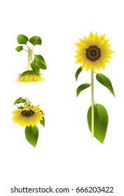Sun Flower Turn Around