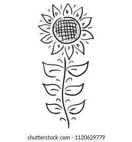 Sun flower. Vector illustration