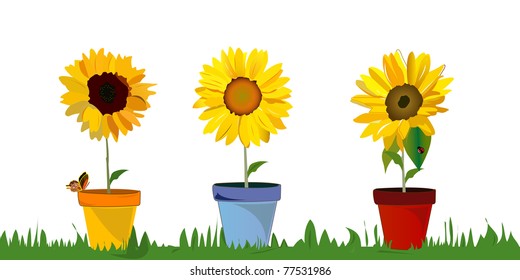 sun flower vector illustration