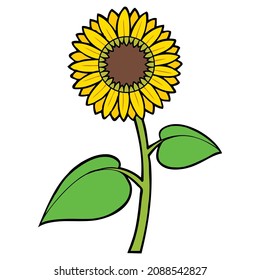 sun flower vector illustration,isolated on white background,top view