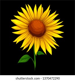 Sun flower vector isolated on black background