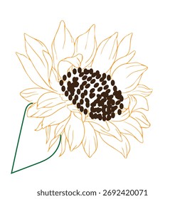 sun flower vector line art