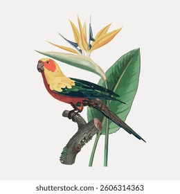 Sun parakeet bird, illustration isolated on white, vector. 