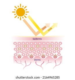 El sol penetró rayos UVA y UVB en la ilustración de la piel. Protección solar con protector solar de amplio espectro sobre fondo blanco. El cuidado de la piel y el concepto de belleza.