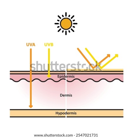 Sun protection on skin layer flat design vector on white background. UVA and UVB radiation penetrate into the skin. Physical, mineral sunscreen reflects UV rays. Skin care concept illustration.