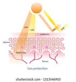 Sun protection and uva/ uvb radiation penetrate into the skin layer vector on white background.