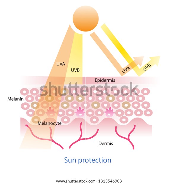 Sun Protection Uva Uvb Radiation Penetrate Stock Vector (Royalty Free ...