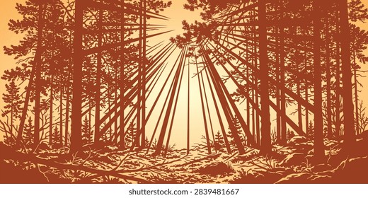 Sun rays shining through tall pine forest trees in an autumn landscape