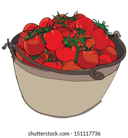Sun ripened tomatoes Vector illustration