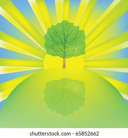 Sun rise with tree background