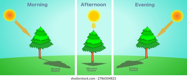 Sun shadows, morning, afternoon, light evening. Sunny and clear weather, time measurement. Direction and length of a tree's shadow during the day. Illustration. vector