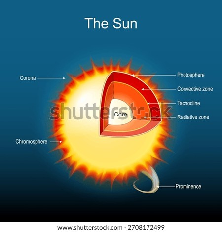 Sun structure. Chromosphere, Prominence, Corona, Convective zone, Tachocline, Photosphere, and Radiative zone. Cross section of star of Solar system. Vector illustration