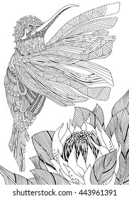 Sunbird. Artistic Bird and Protea flower in zentangle style. Coloring Book page for adult and children. Black and white. Pattern for Coloring Book. Monochrome background. South Africa