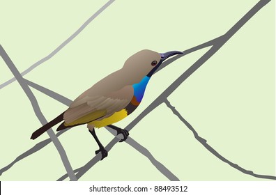 sunbird vector