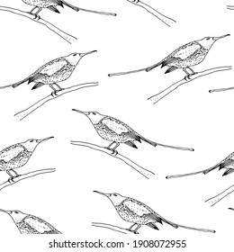 Sunbird vector seamless pattern, bird family Nectariniidae of passerine birds, isolated on white background