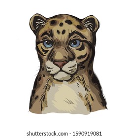 Sunda clouded leopard baby tabby vector portrait closeup isolated sketch. Neofelis diardi animal from Feline mammals. Medium-sized catlike animal fur with sports. Wild big cat, hand drawn illustration