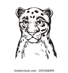 Sunda clouded leopard baby tabby vector portrait closeup isolated sketch t-shirt print, monochrome. Neofelis diardi from Feline. Medium-sized catlike animal. Wild big cat, hand drawn illustration
